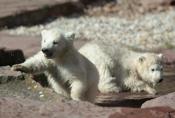 Baby polar bears bond with Mama bear