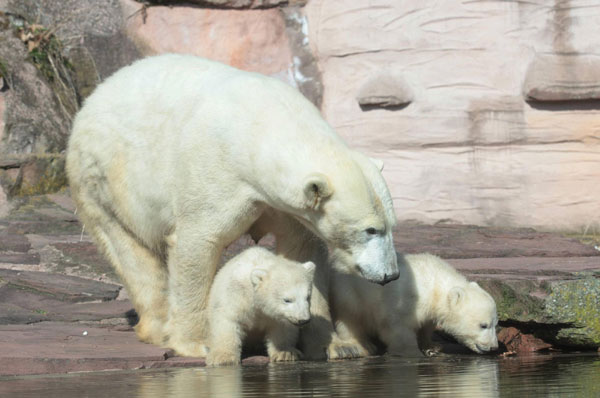 Baby polar bears bond with Mama bear