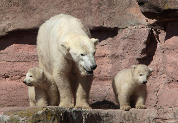 Baby polar bears bond with Mama bear