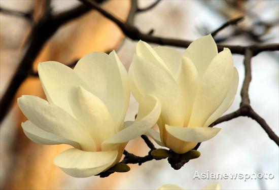 Magnolia flowers bloom in spring