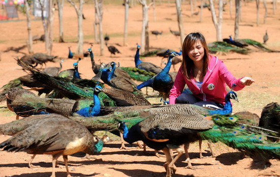 Cocky peacocks