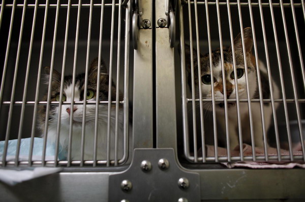 Pets get medical care after surviving quake