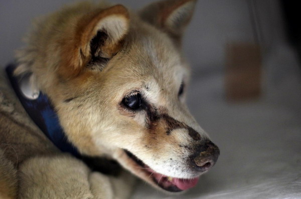 Pets get medical care after surviving quake