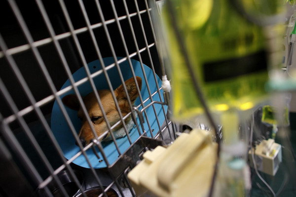 Pets get medical care after surviving quake