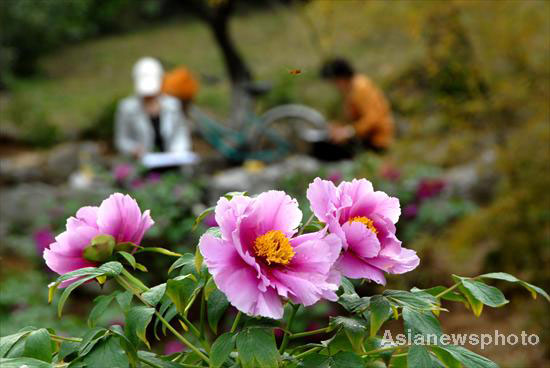 Peonies in full bloom in E China