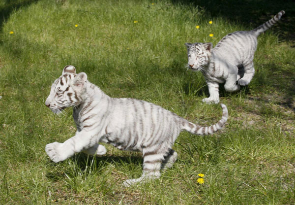 Lovely white Tiger cubs