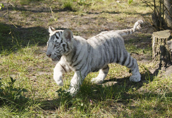 Lovely white Tiger cubs