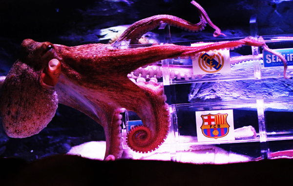 Iker the Octopus picks Madrid to win King's Cu