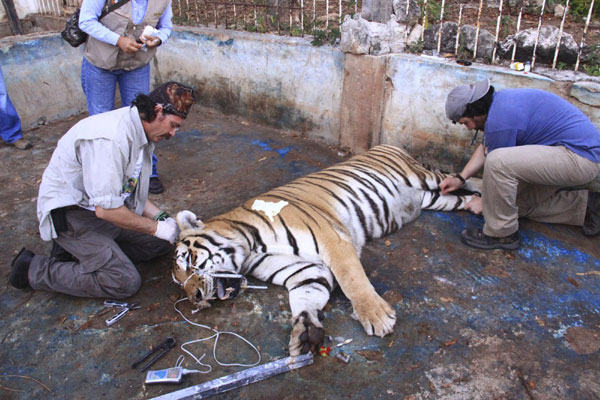 Easy, big cats, you're safe now