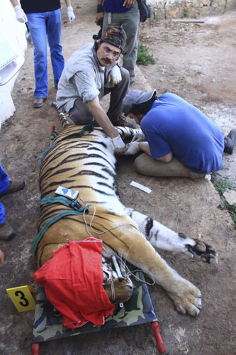 Easy, big cats, you're safe now