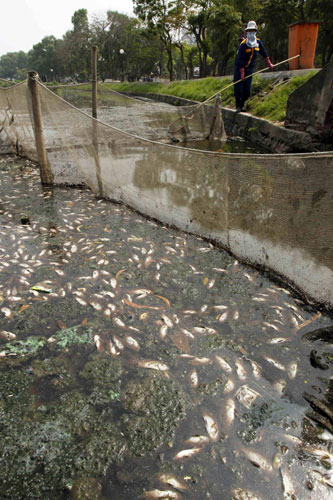 Fish dead due to pollution in Hanoi