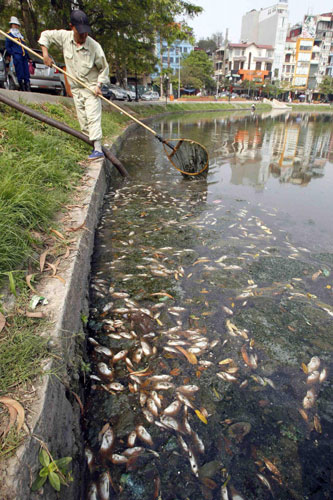 Fish dead due to pollution in Hanoi
