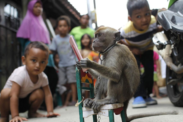 Monkey performance in Indonesia