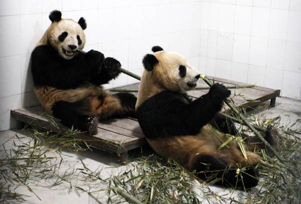 Giant pandas find new home