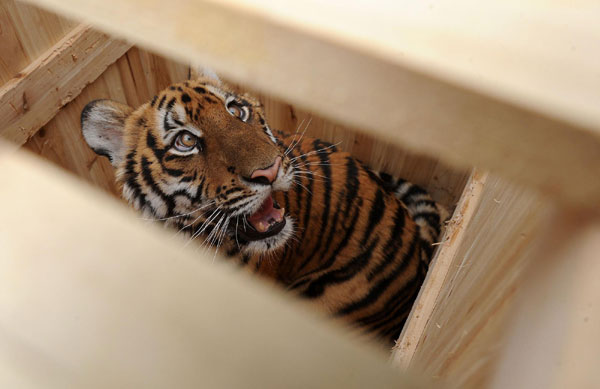 South China tiger moved to new home