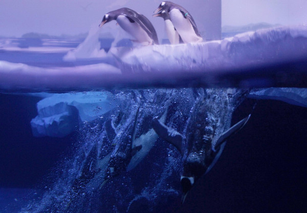 Gentoo penguins dive into the water in their enclosure during a media presentation at the Sea Life London Aquarium May 18, 2011. The gentoo penguins which are native to Antartica, were acquired from Edinburgh Zoo and are a new attraction at the aquarium. Gentoo penguins in London Aquarium