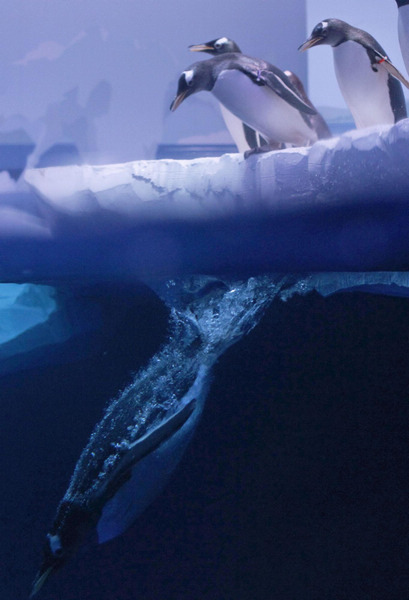 Gentoo penguins in London Aquarium