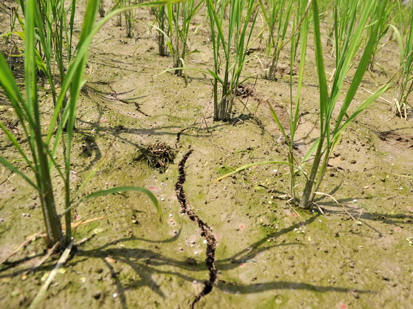 Drought hits Central and East China