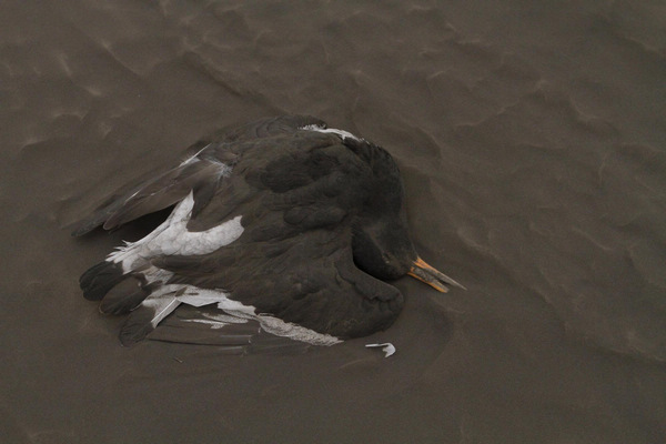 A dead bird lies on Higway One near the town of Kirkjubaejarklaustur in southeast Iceland May 22, 2011. The eruption at Grimsvotn has so far hit only Iceland, which closed its international airspace. A thick cloud of ash blocked out the daylight at towns and villages at the foot of the glacier where the volcano lies and covered cars and buildings. Snapshots: The world in 24 hours, May 22