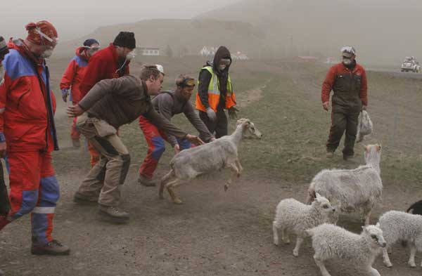 Farmers collect sheep fearing ash cloud