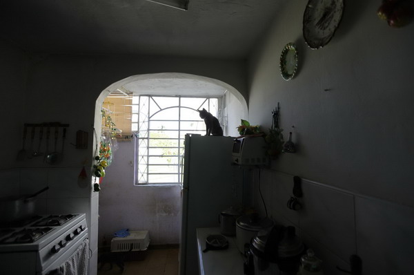 Cuban breed hopes to join the 'blues' family