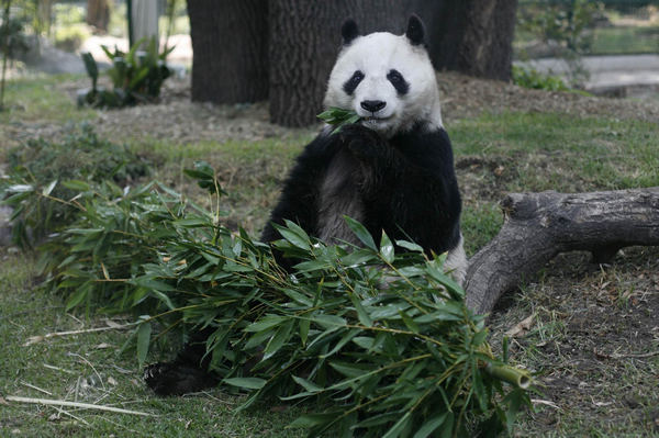 Giant panda to become a mother