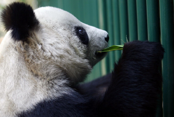 Giant panda to become a mother