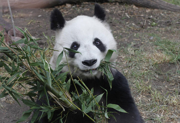 Marta Delgado, Mexico's minister of environment, announced today in a news conference that Chinese reproduction specialists will travel to Mexico to inseminate Shuan Shuan and Xin Xin with semen obtained from panda bears in China. Giant panda to become a mother