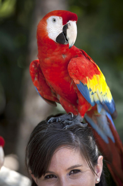 A Scarlet Macaw (Ara macao) sits on the head of Kimberly Marie Patrick, an adjudicator for the Guinness World Records, at Xcaret's ecological park in Playa del Carmen June 1, 2011. Scarlet macaws in Mexico's ecological park