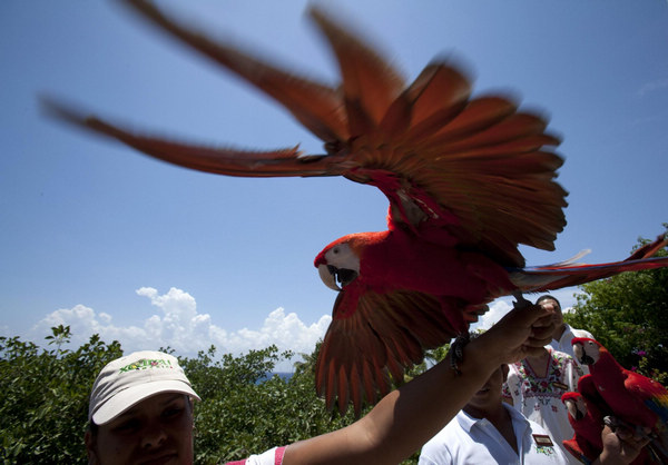 Scarlet macaws in Mexico's ecological park