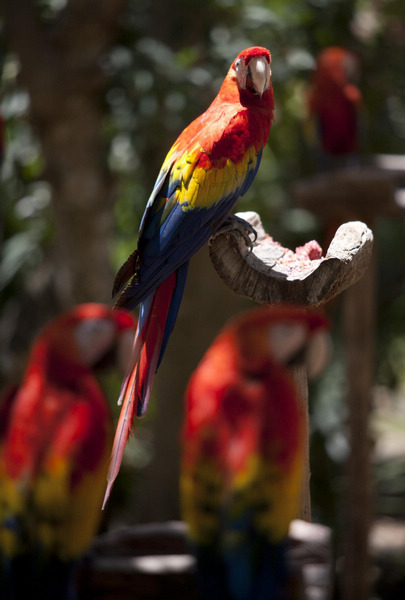 Scarlet macaws in Mexico's ecological park