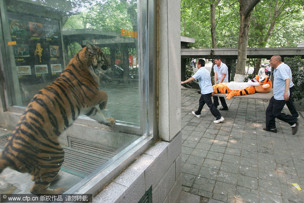 A tiger hunting game in SW China zoo