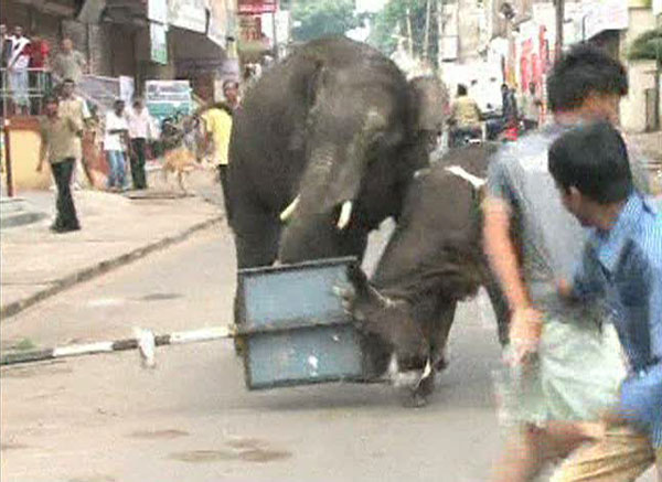 Elephant rampage kills one in Indian town