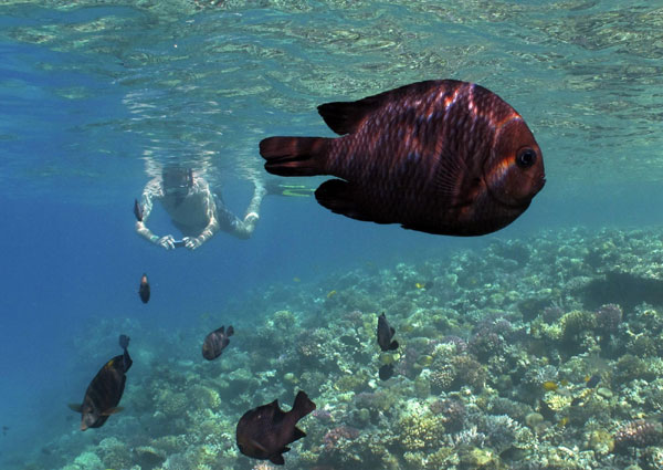 Swimming with fish