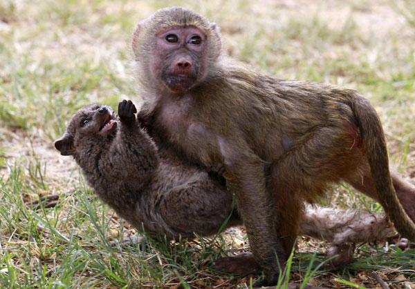 Baboon adopts Galago