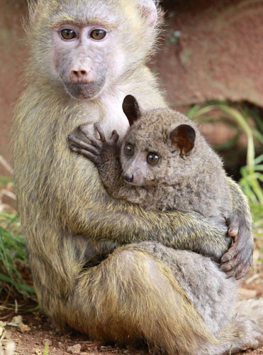 Baboon adopts Galago