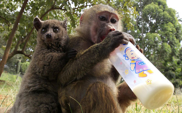 Baboon adopts Galago
