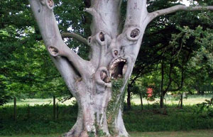 最奇特的树_最奇特的树是什么