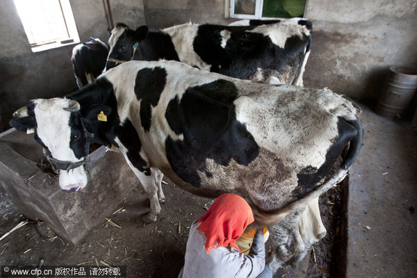 Milk goes to waste as dairy farmers lose buyer