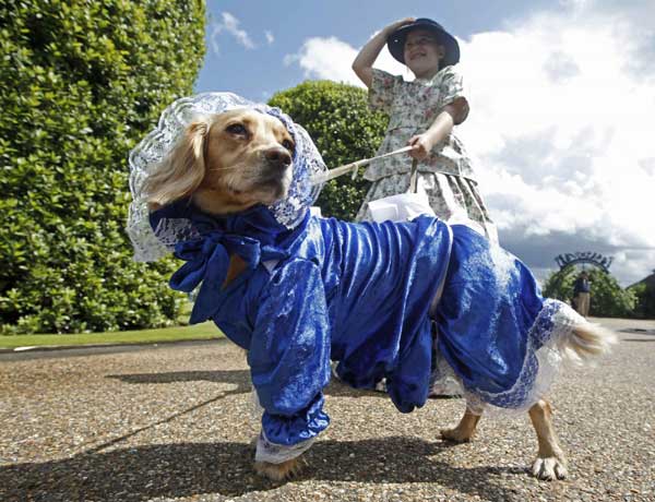 Four-legged contestants at Dashing Dog Show