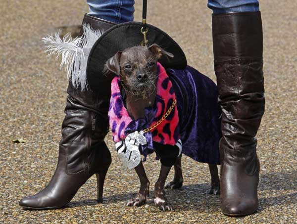 Four-legged contestants at Dashing Dog Show