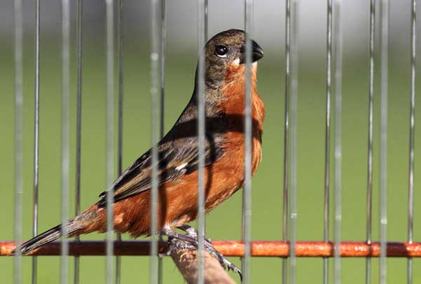 Bird singing competition in Surinam