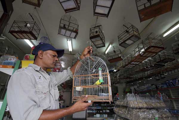 Bird singing competition in Surinam