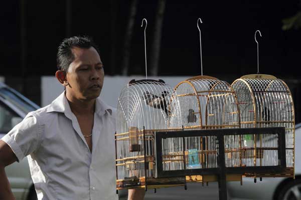 Bird singing competition in Surinam