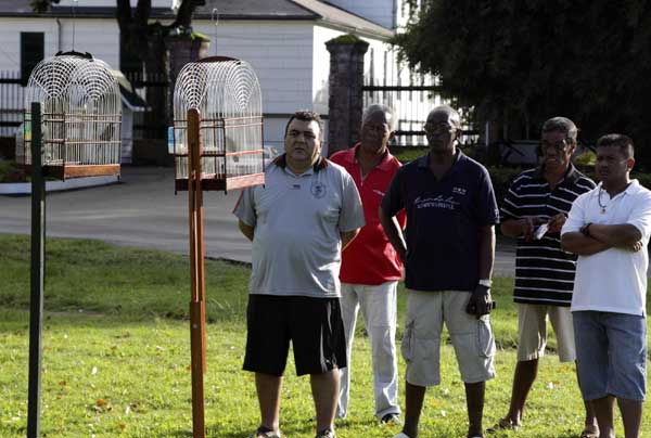 Bird singing competition in Surinam