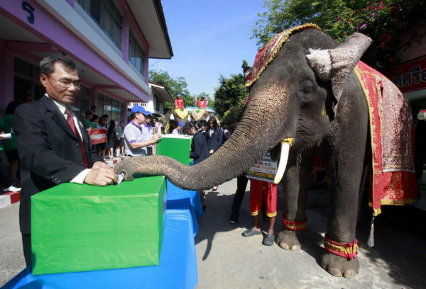 Elephant casts vote for election in Thailand
