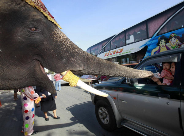 Elephant casts vote for election in Thailand