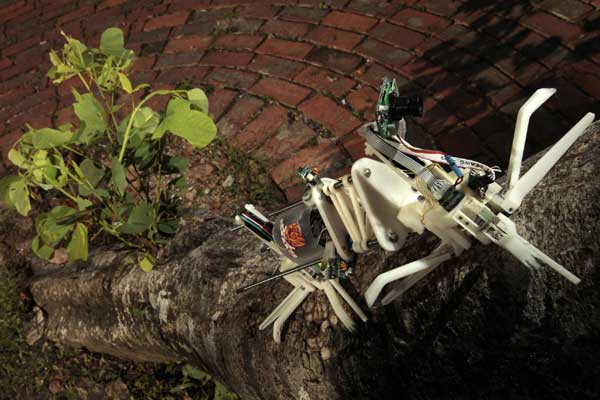 Robot capable of tree climbing