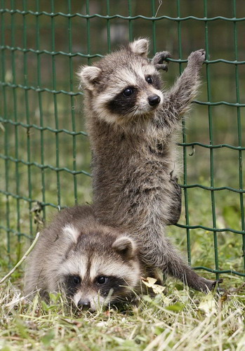 Raccoon cubs in Russian zoo