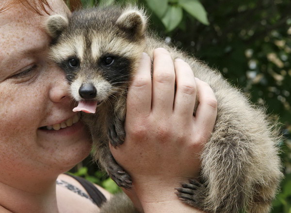 Raccoon cubs in Russian zoo